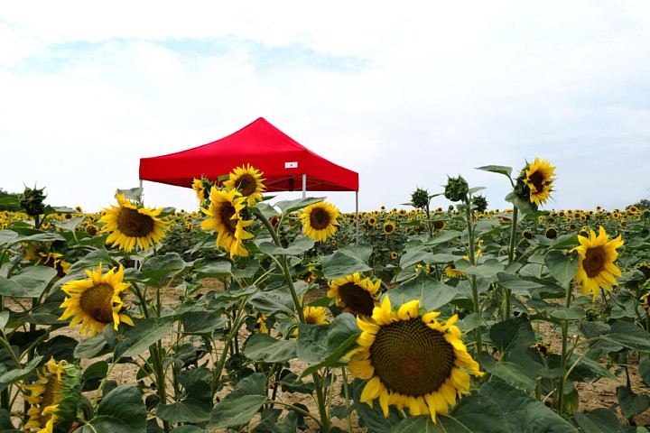 Ausstellungsgartenzelt 3m*3m