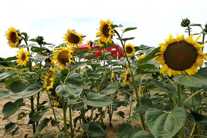 Noznice Zelt Promo 3m*3m